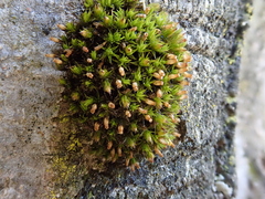 Orthotrichum stramineum