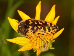 Acmaeodera auritincta