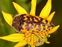 Acmaeodera auritincta