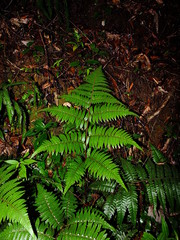 Cyathea surinamensis