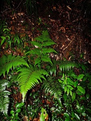 Cyathea surinamensis