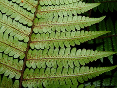 Cyathea surinamensis