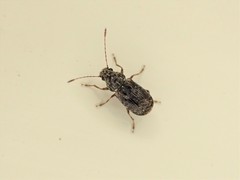 Phymatus hetaera