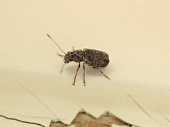 Phymatus hetaera