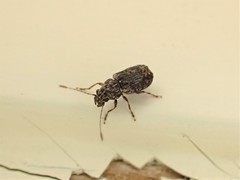Phymatus hetaera