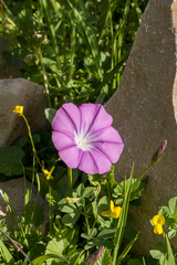 Convolvulus coelesyriacus