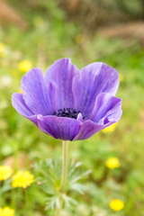 Anemone coronaria