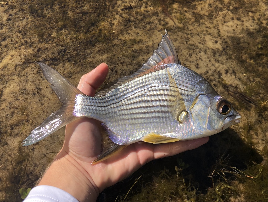 Striped Mojarra