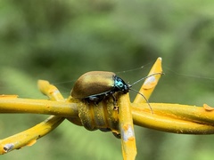 Lactina