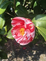 Camellia japonica