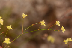 Eriogonum havardii
