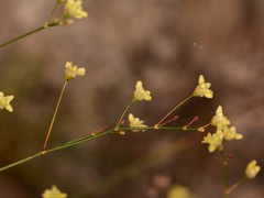 Eriogonum havardii