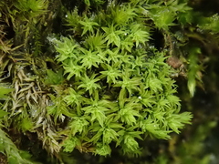 Zygodon viridissimus