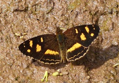 Telenassa berenice