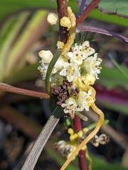 Cuscuta pentagona