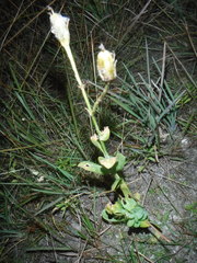 Eustoma exaltatum