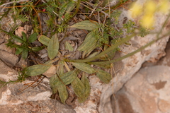 Eriogonum havardii