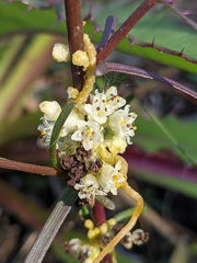Cuscuta pentagona
