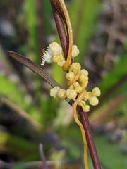 Cuscuta pentagona