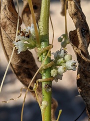 Cuscuta pentagona