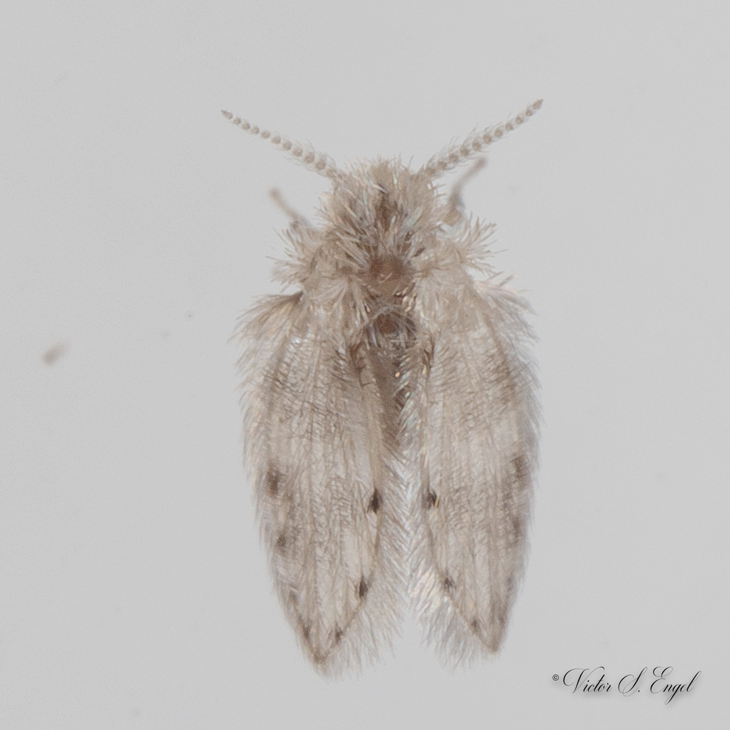 Moth fly