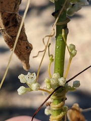 Cuscuta pentagona