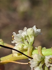 Cuscuta pentagona