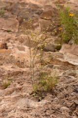 Eriogonum havardii