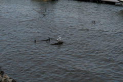 Chroicocephalus ridibundus