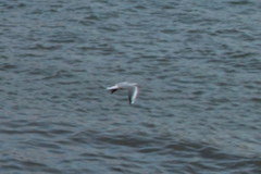 Chroicocephalus ridibundus