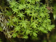 Zygodon viridissimus