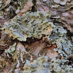 Punctelia caseana