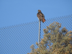 Buteo jamaicensis
