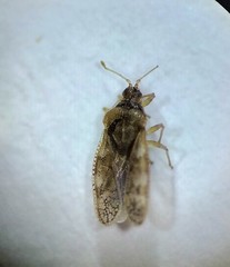 Monosteira unicostata