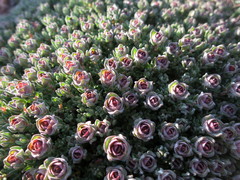 Thymus camphoratus