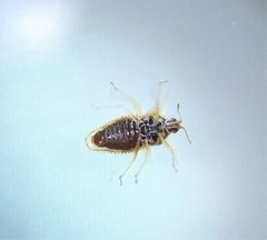 Monosteira unicostata