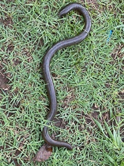 Afrotyphlops mucruso