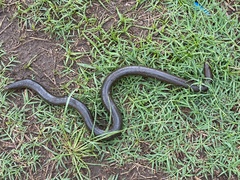 Afrotyphlops mucruso