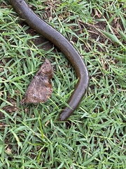 Afrotyphlops mucruso