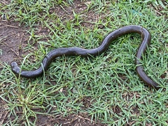 Afrotyphlops mucruso