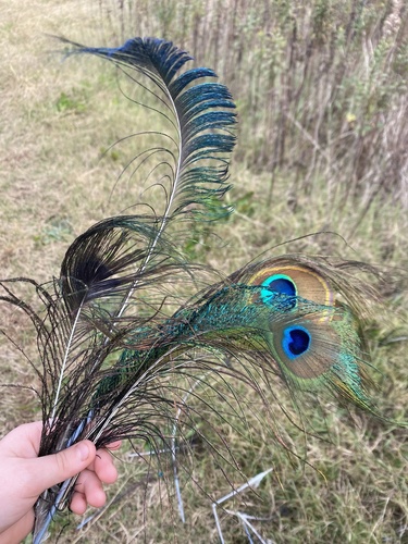 Plume de Paon bleu