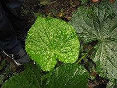 Piper umbellatum