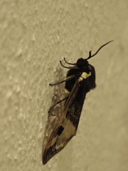 Dysschema marginalis