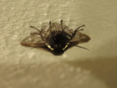 Dysschema marginalis