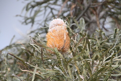 Banksia prionotes