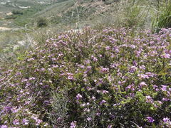 Coleonema aspalathoides