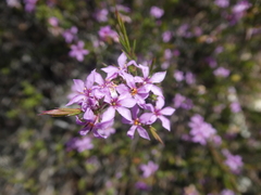 Coleonema aspalathoides