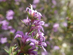 Coleonema aspalathoides