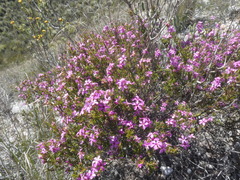 Coleonema aspalathoides
