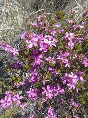 Coleonema aspalathoides